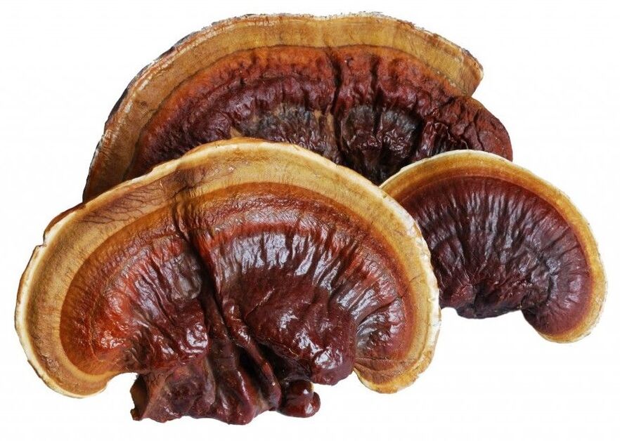 Magicoa contiene Ganoderma lucidum